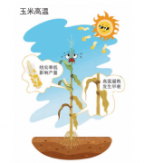 <b>三农科普提拔玉米抗灾能力之高温应对</b>